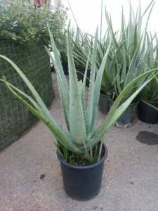 Αλόη - Aloe vera