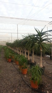 Αλόη barberae - Aloe barberae