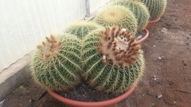 Εχινόκακτος grusonii - Echinocactus grusonii