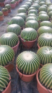 Εχινόκακτος inermis - Echinocactus inermis