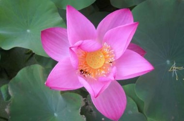 Nelumbo lucifera
