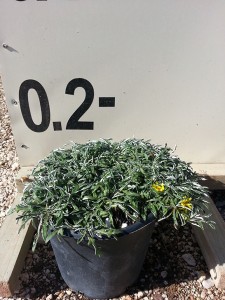 Ντιμόντια - Dymondia sp.