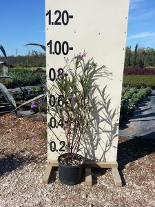 Ρουέλια - Ruellia sp.