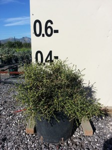 Σαρκοποτέριουμ - Sarcopoterium spinosum