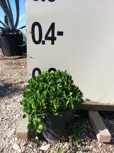 Φάλκια - Falchia repens