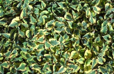 Houttuynia cordata