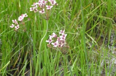 Butomus umbellatus