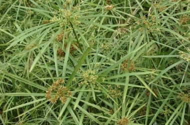 Cyperus alternifolius