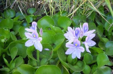 Eichornia crassipes