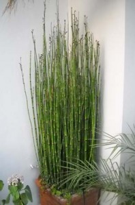 Equisetum hyemale