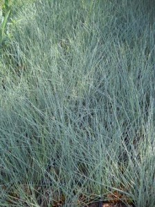 Juncus inflexus
