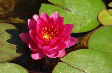Nymphaea mix