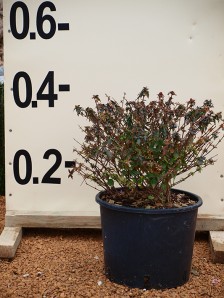 Αμπέλια - Abelia grandiflora
