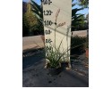 Εσπεραλόε - Hesperaloe parviflora