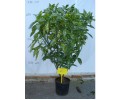 Αουκούμπα japonica - Aucuba japonica