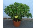 Αουκούμπα japonica - Aucuba japonica