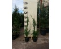 Κυπαρίσσι leylandii - Cupressocyparis x leylandii