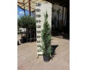 Κυπαρίσσι leylandii - Cupressocyparis x leylandii