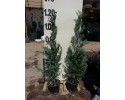 Κυπαρίσσι leylandii - Cupressocyparis x leylandii