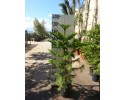Αρωκάρια - Araucaria excelsa