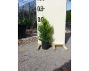 Κυπαρίσσι goldcrest - Cupressus macrocarpa goldcrest