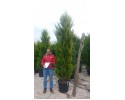 Κυπαρίσσι goldcrest - Cupressus macrocarpa goldcrest