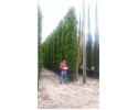 Κυπαρίσσι goldcrest - Cupressus macrocarpa goldcrest