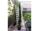 Κυπαρίσσι ελληνικό - Cupressus sempervirens