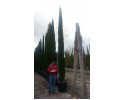 Κυπαρίσσι ελληνικό - Cupressus sempervirens