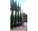 Κυπαρίσσι ελληνικό - Cupressus sempervirens
