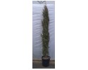 Κυπαρίσσι ορθόκλαδο - Cupressus semp.  pyramidalis