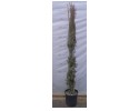 Κυπαρίσσι ορθόκλαδο - Cupressus semp.  pyramidalis
