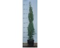Κυπαρίσσι ορθόκλαδο - Cupressus semp.  pyramidalis