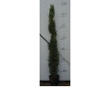 Κυπαρίσσι ορθόκλαδο - Cupressus semp.  pyramidalis