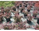 Βερβερίδα νάνα - Berberis thunbergii atropurpurea nana