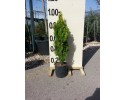 Τούγια pyramidalis aurea - Thuja pyramidalis aurea