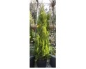 Τούγια pyramidalis aurea - Thuja pyramidalis aurea