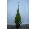 Τούγια pyramidalis aurea - Thuja pyramidalis aurea