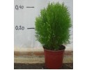 Τούγια σφαίρα aurea - Thuja compacta aurea nana
