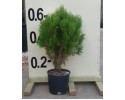 Τούγια σφαίρα aurea - Thuja compacta aurea nana