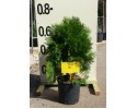Τούγια σφαίρα aurea - Thuja compacta aurea nana