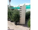 Έλατο Κεφαλληνίας - Abies cephallonica
