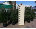 Έλατο Κεφαλληνίας - Abies cephallonica