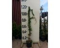 Αμπέλοψη - Parthenocissus quinquefolia