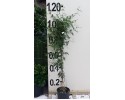 Γιασεμί αράπικο - Jasminum officinalis
