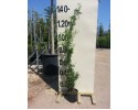 Γιασεμί αράπικο - Jasminum officinalis