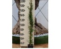 Γιασεμί αράπικο - Jasminum officinalis