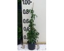 Πανδορέα - Pandorea jasminoides