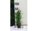 Μπλουμπάγκο - Plumbago auriculata