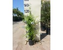 Μπλουμπάγκο - Plumbago auriculata